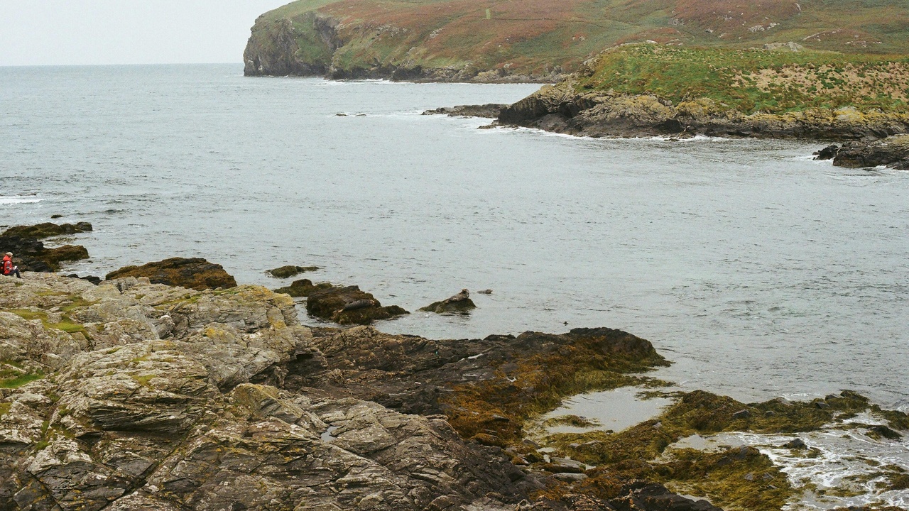 Grey seal on rocky shore with kelp and coastal habitat in Northern Ireland