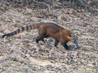 Coati