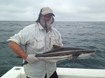 Cobia