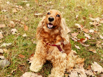 Cocker Spaniel