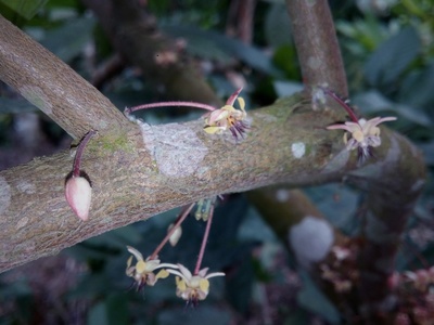 Cocoa Flower