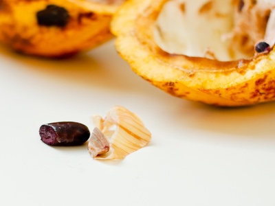 Cocoa fruit (cacao pulp)