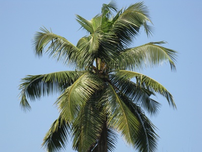 Coconut