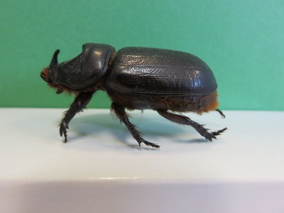 Coconut Rhinoceros Beetle