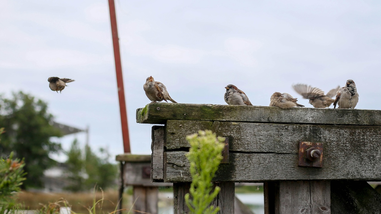 Volunteers and community members participating in a group birdwatch in a wetland reserve.