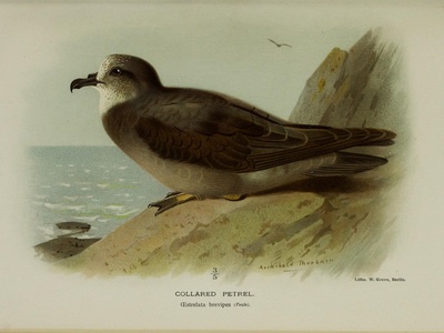 Collared Petrel