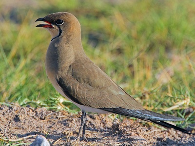 Collared Pratincole