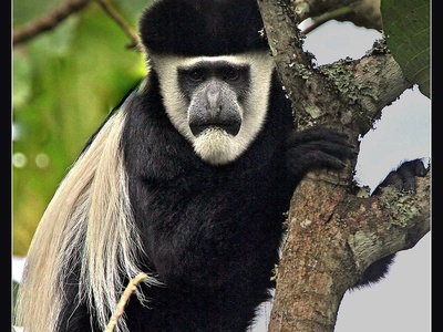 Colobus monkey (Mantled colobus)