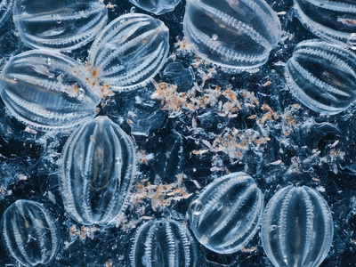 Comb jelly
