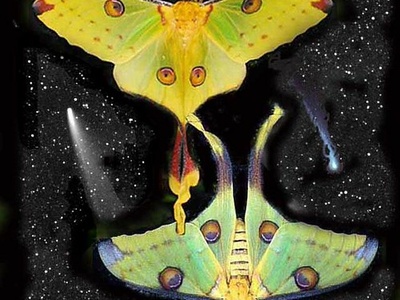 Comet moth