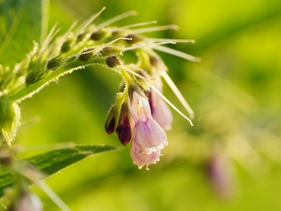 Comfrey