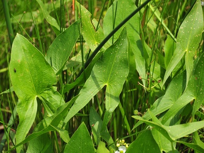 Common arrowhead (Wapato)