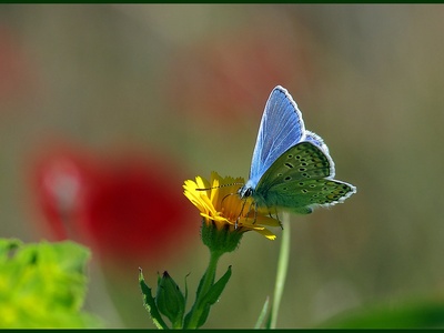 Common Blue Butterfly