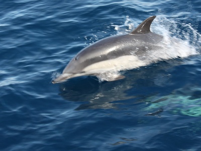 Common Bottlenose Dolphin