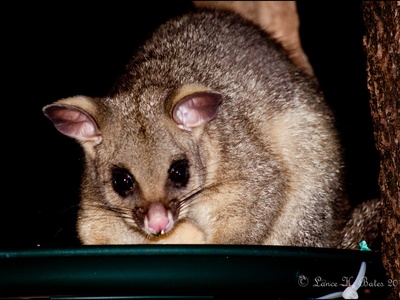 Common brushtail possum