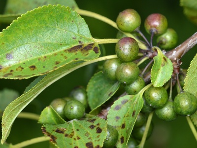Common Buckthorn