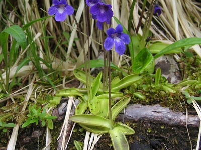 Common Butterwort