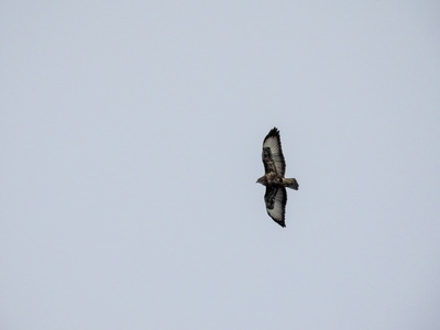 Common Buzzard
