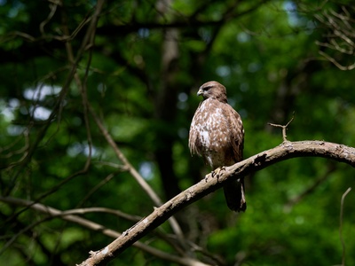 Common buzzard