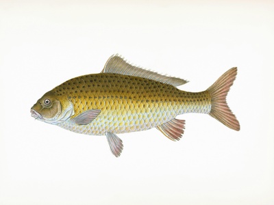 Common Carp