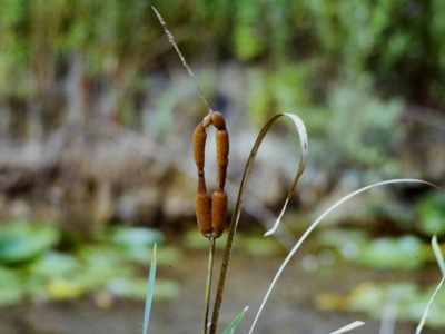 Common Cattail