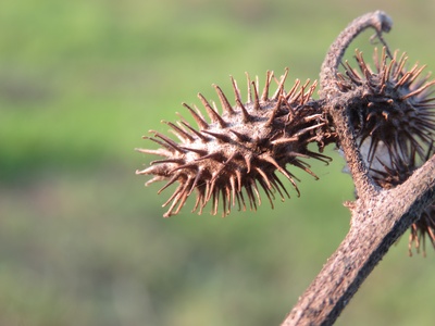 Common cocklebur