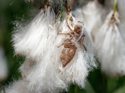 Common Cottongrass