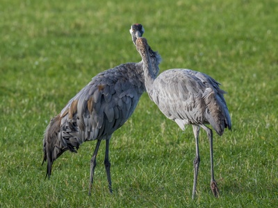 Common crane