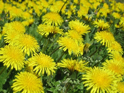 Common dandelion