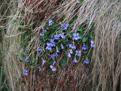 Common Dog-violet