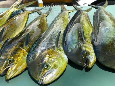 Common dolphinfish