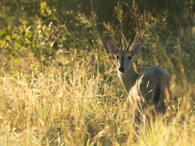 Common duiker