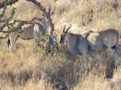 Common eland