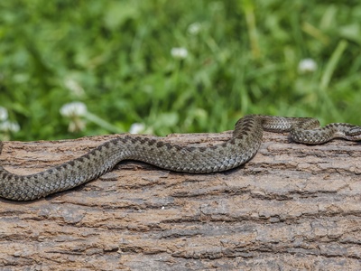 Common European Viper