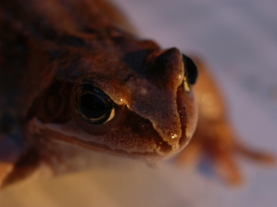 Common frog
