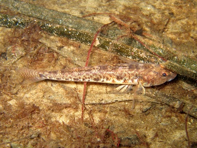 Common Goby