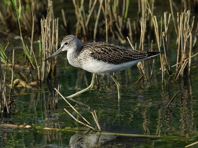 Common Greenshank