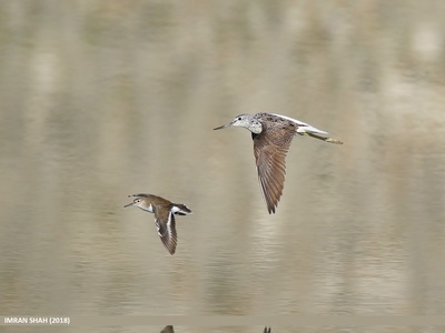 Common Greenshank