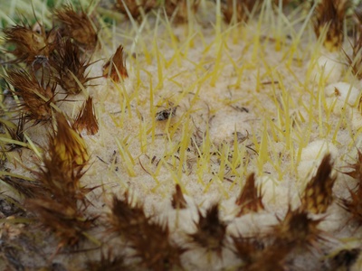 Common Hair-cap Moss