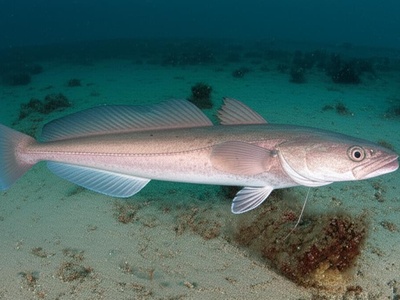 Common hake