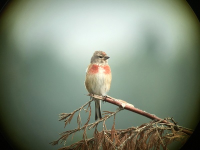 Common Linnet