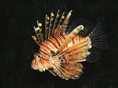 Common lionfish