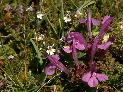 Common Lousewort