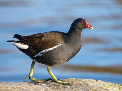 Common Moorhen