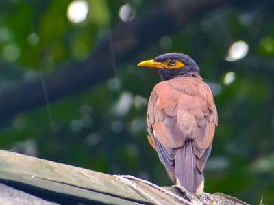 Common Myna