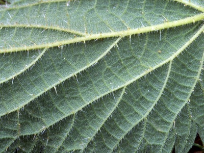 Common nettle