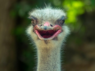 Common Ostrich