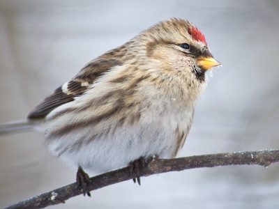Common Redpoll
