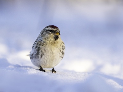 Common redpoll
