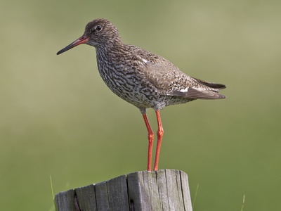 Common Redshank